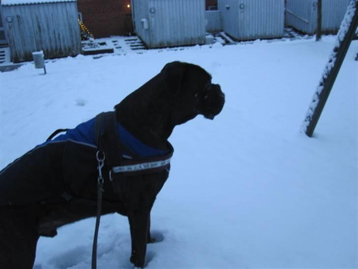 Boxer Basse/Boss - Basse. (: foto: Rikke. billede 2