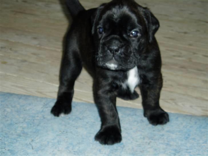 Boxer Basse/Boss - Boss 4 uger. 2004. billede 3