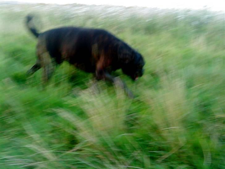 Boxer Basse/Boss - Bizzen. billede 4