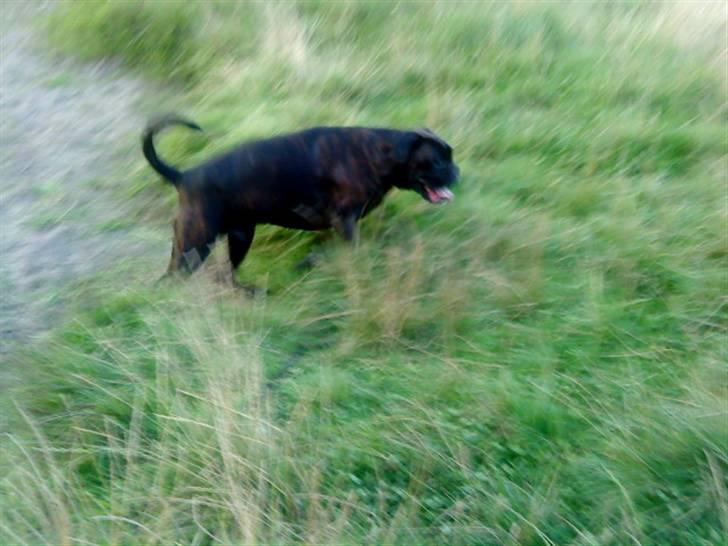 Boxer Basse/Boss - Bizzen igen. billede 5