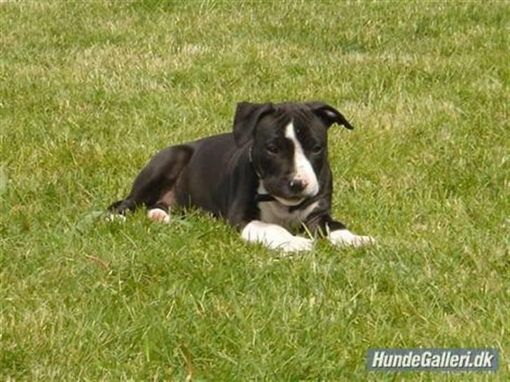 Amerikansk staffordshire terrier Maggie billede 15