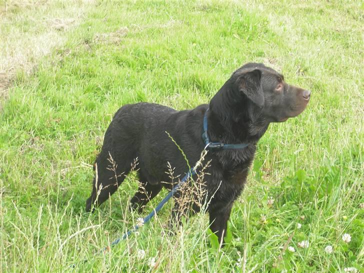 Labrador retriever Jack. R.I.P - Velkommen til Jack´s profil :) billede 1