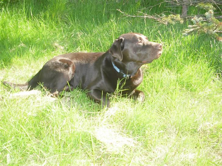 Labrador retriever Jack. R.I.P billede 2