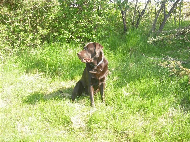 Labrador retriever Jack. R.I.P billede 3