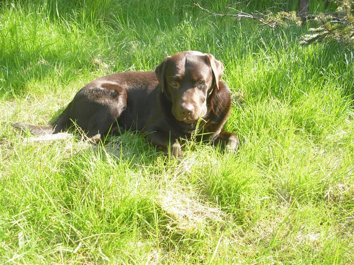 Labrador retriever Jack. R.I.P billede 4