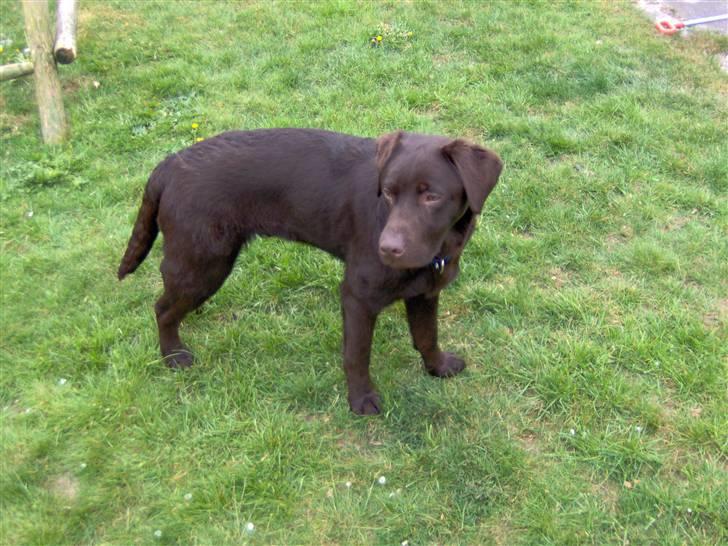 Labrador retriever Jack. R.I.P billede 5