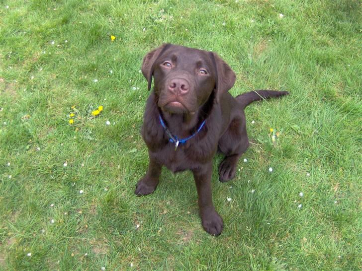 Labrador retriever Jack. R.I.P billede 6