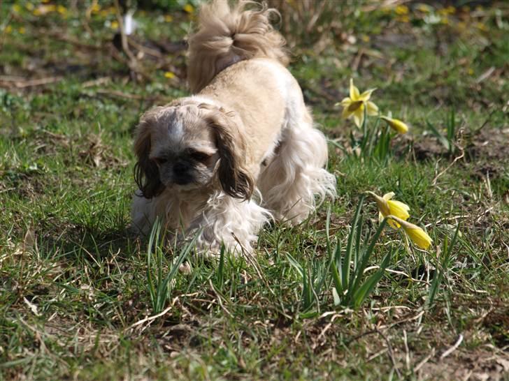 Shih tzu Sniffer billede 1