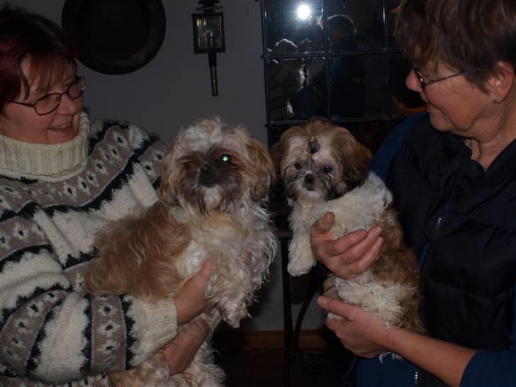 Shih tzu Sniffer - Sniffer med sin ene hvalp Bailey billede 2