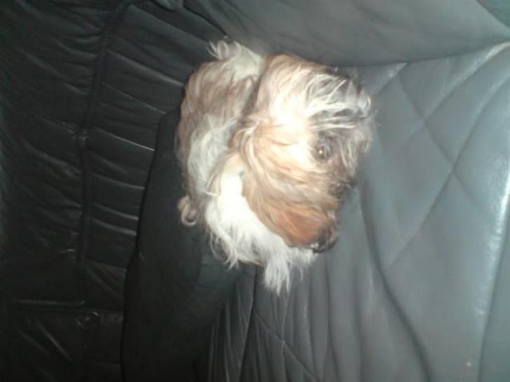 Shih tzu Sniffer - I kan ikke se mig ....  billede 3
