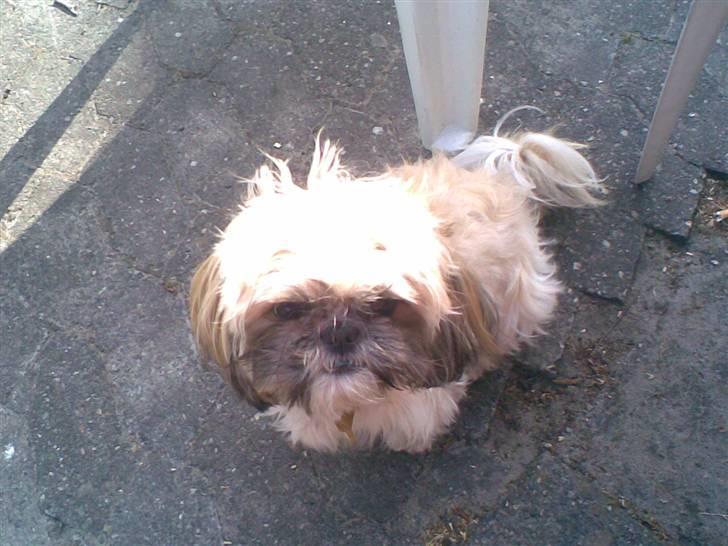 Shih tzu Sniffer billede 4