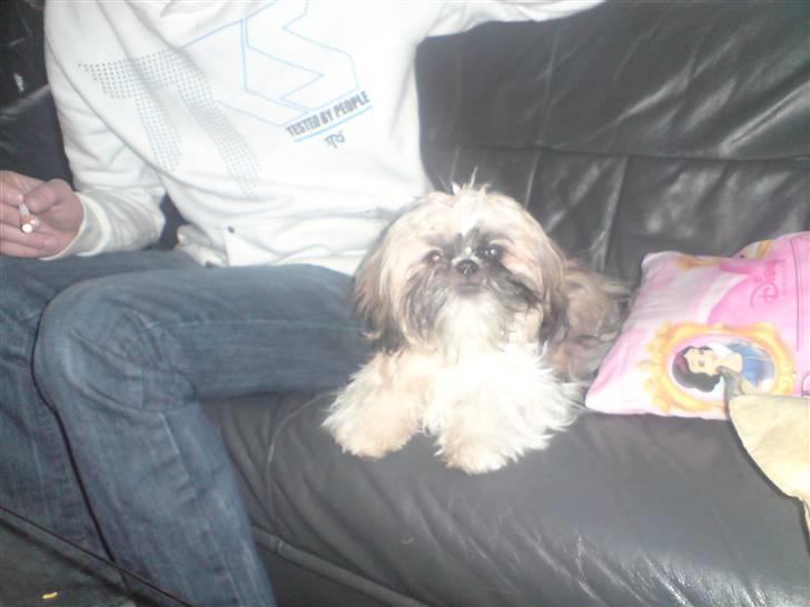 Shih tzu Sniffer billede 5