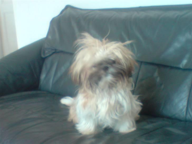 Shih tzu Sniffer billede 6