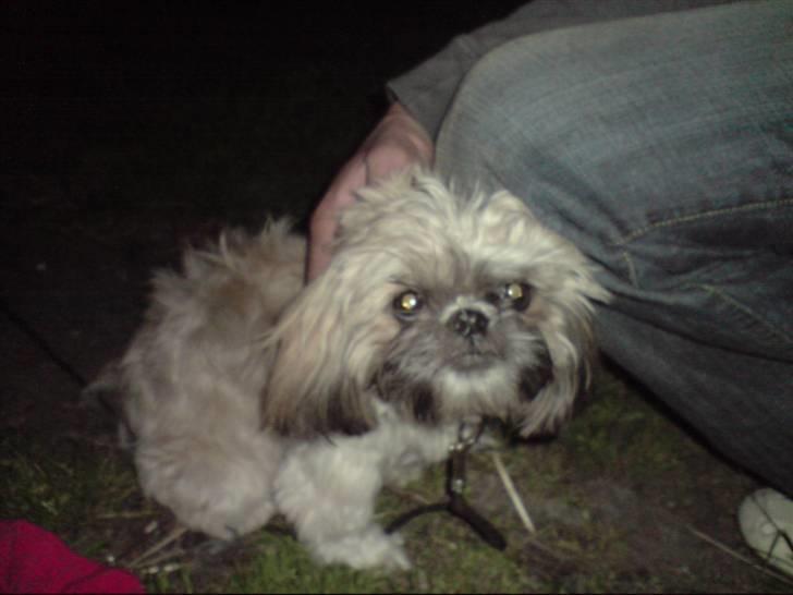 Shih tzu Sniffer billede 7