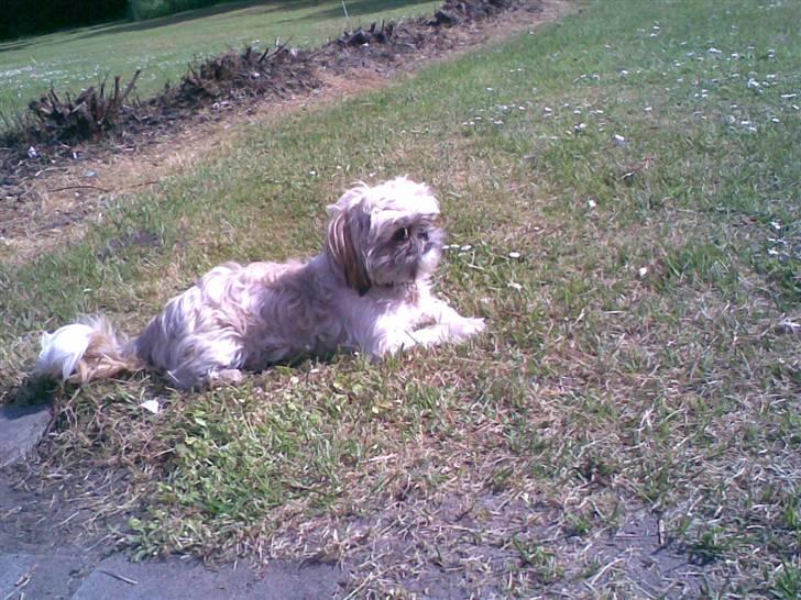 Shih tzu Sniffer billede 8