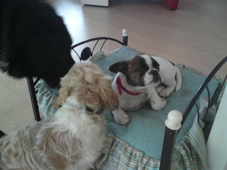 Shih tzu Sniffer billede 9