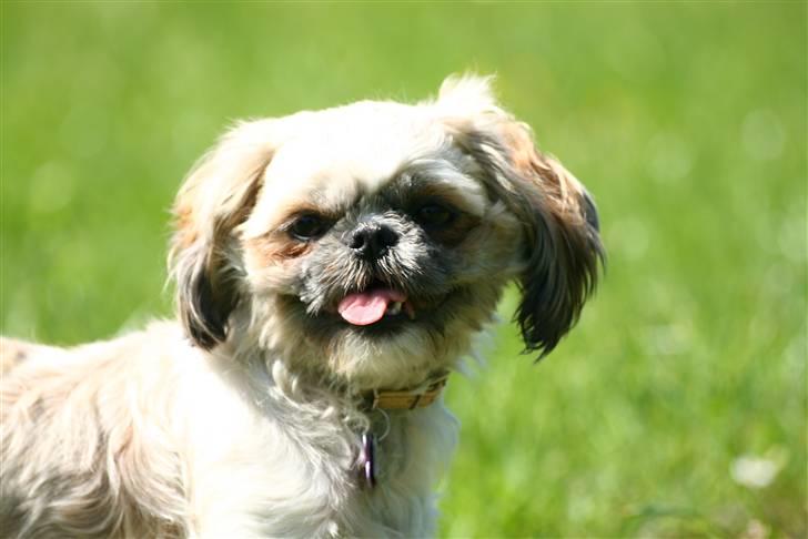 Shih tzu Sniffer billede 10