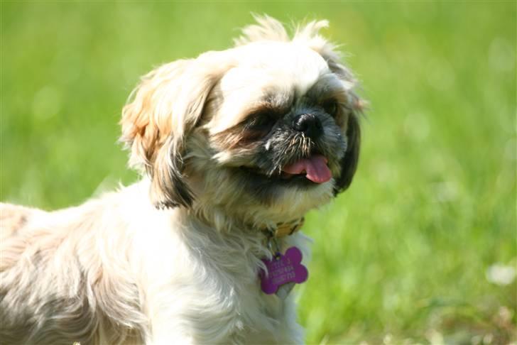 Shih tzu Sniffer billede 11