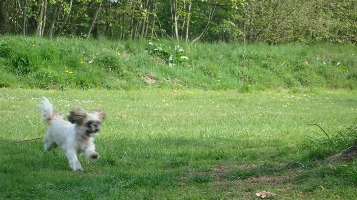 Shih tzu Sniffer billede 12