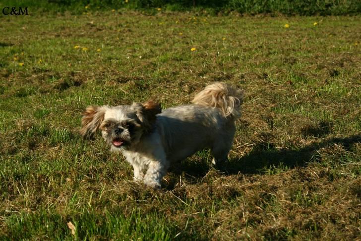 Shih tzu Sniffer - Jeg kommer nu moooooor billede 13