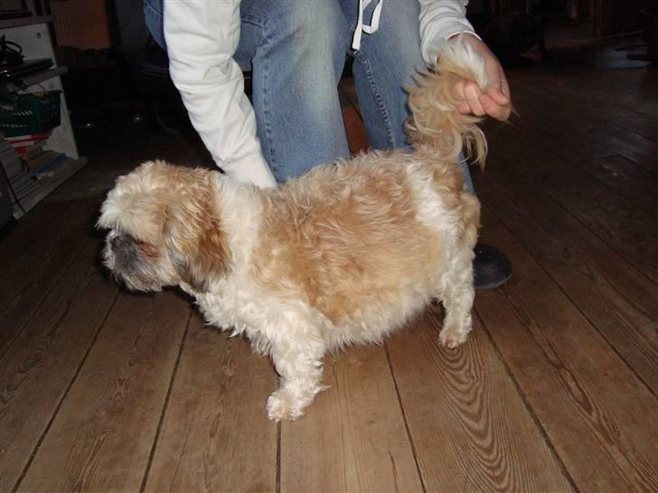 Shih tzu Sniffer billede 14