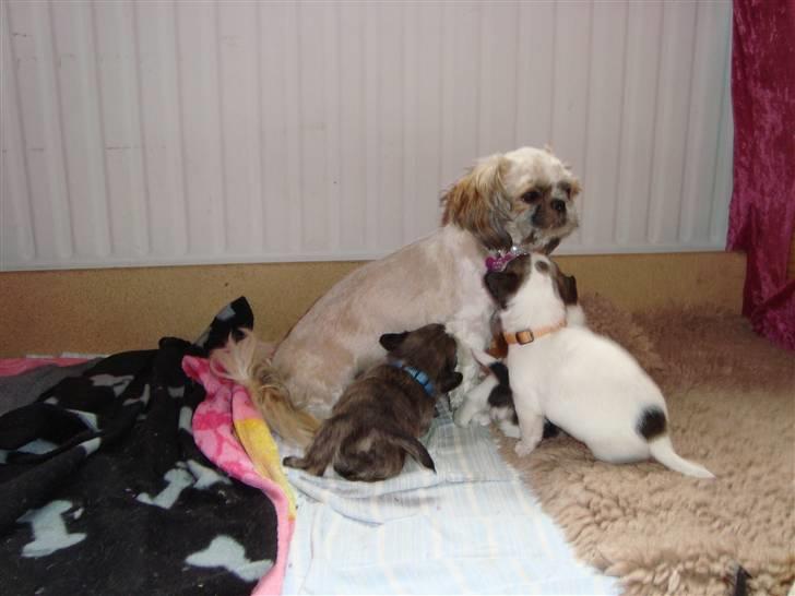 Shih tzu Sniffer - Sniffer med A kuldet  billede 15