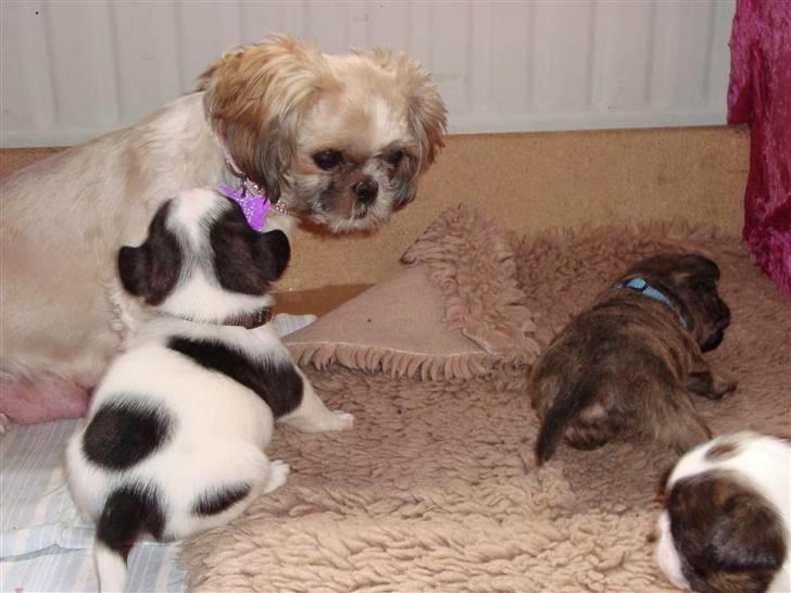 Shih tzu Sniffer billede 16