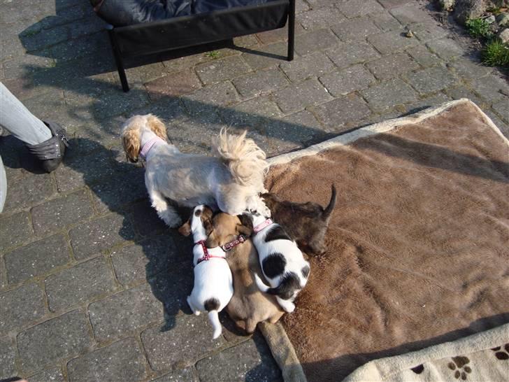 Shih tzu Sniffer - Vi vil have mad moar  billede 17