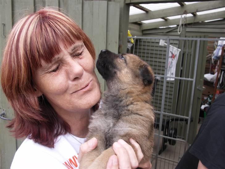 Schæferhund Vigant billede 3