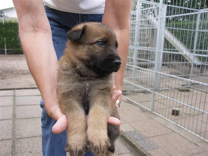 Schæferhund Vigant billede 4