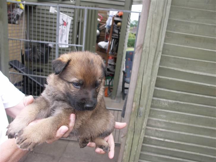 Schæferhund Vigant billede 5