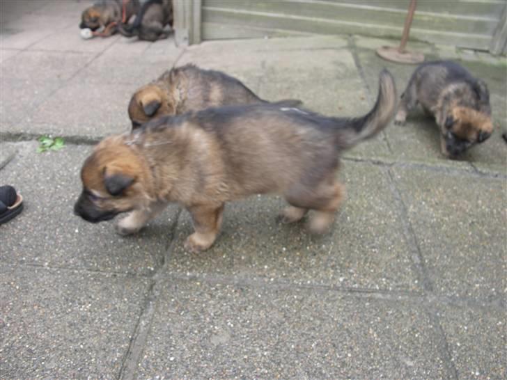Schæferhund Vigant billede 6