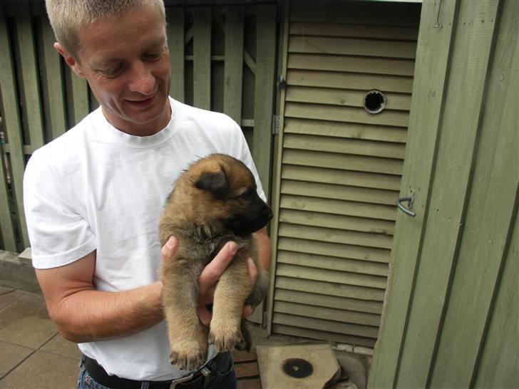 Schæferhund Vigant billede 7