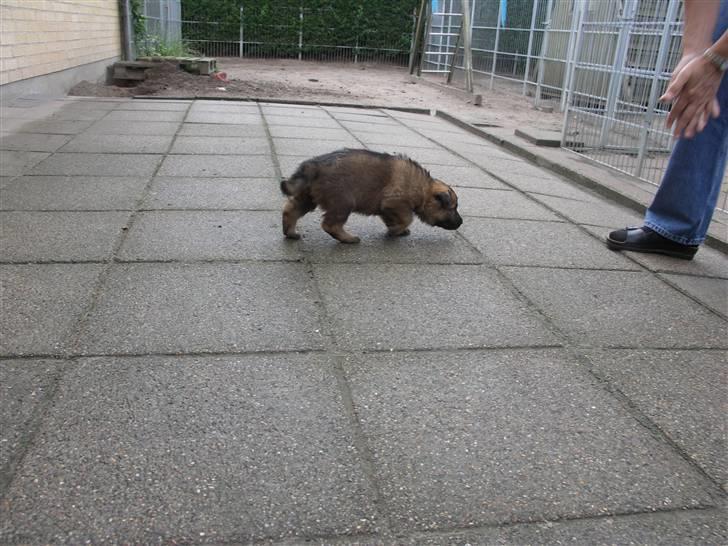 Schæferhund Vigant billede 8