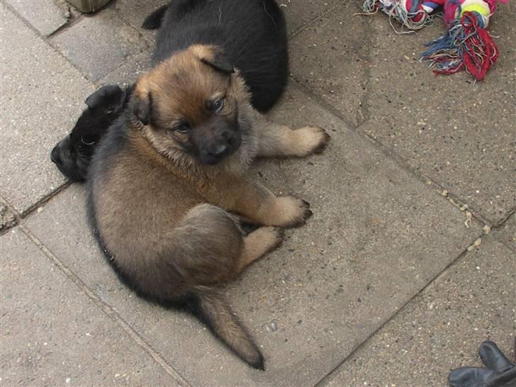 Schæferhund Vigant billede 9