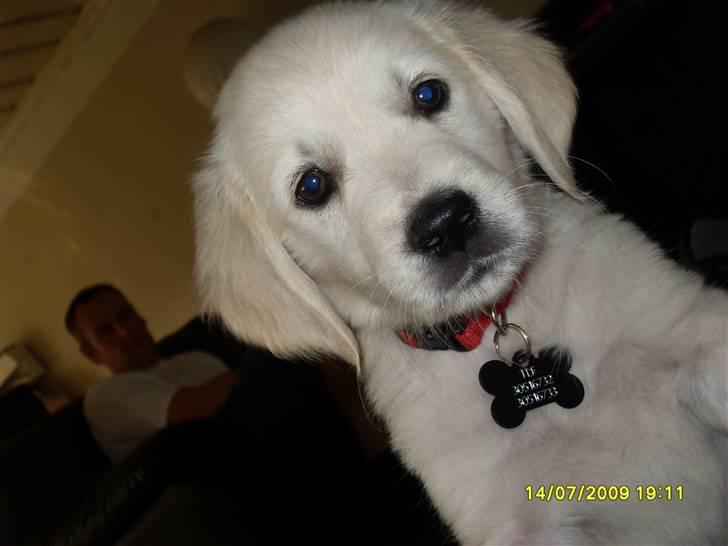 Golden retriever Maddie - præcis 8 uger gammel billede 1