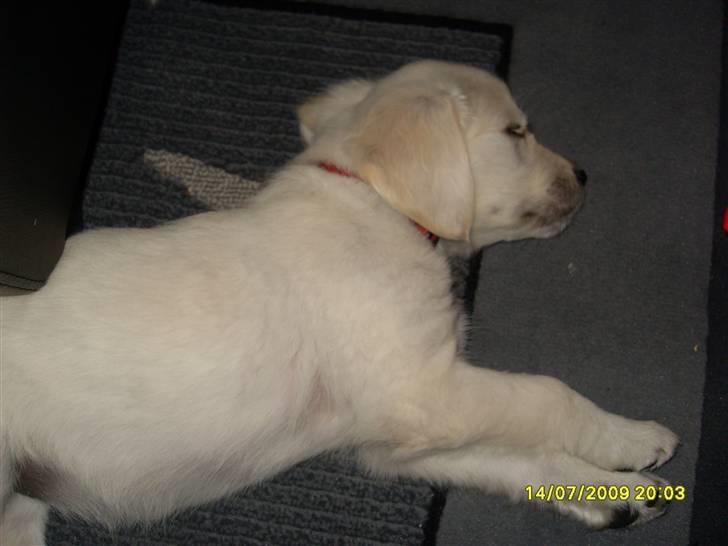 Golden retriever Maddie - Sover så sødt:) billede 2