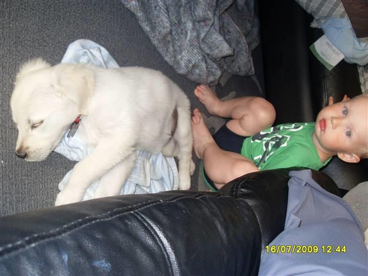 Golden retriever Maddie billede 3