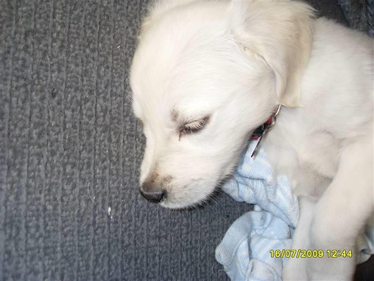 Golden retriever Maddie billede 4