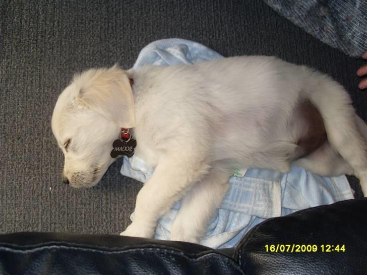 Golden retriever Maddie billede 5