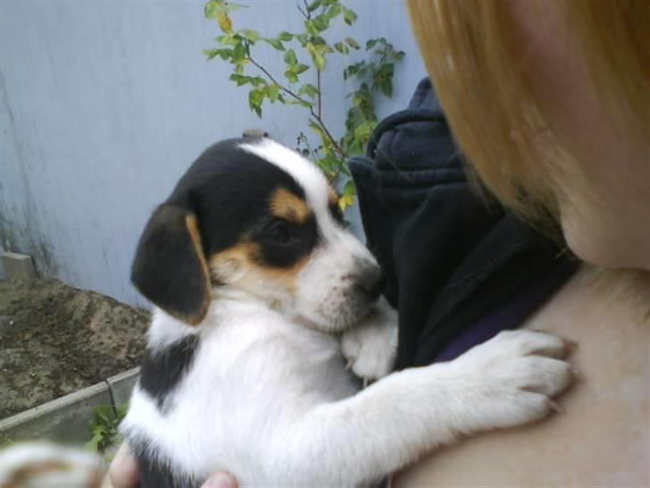 Dansk svensk gaardhund Chicko billede 9