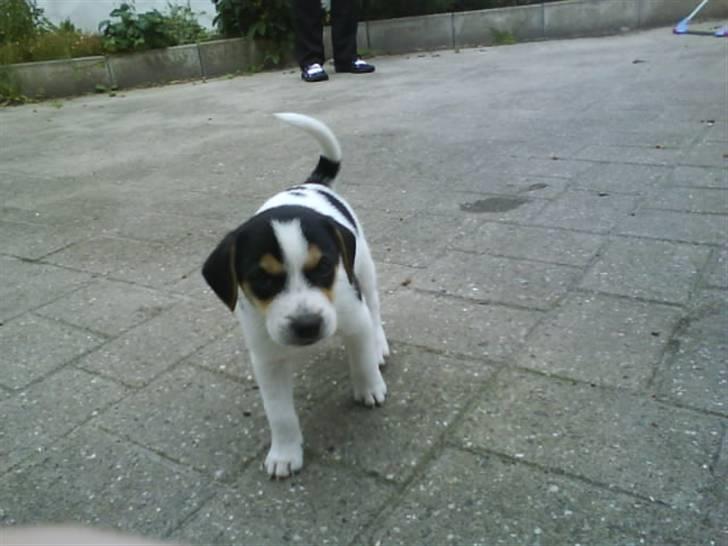 Dansk svensk gaardhund Chicko billede 10