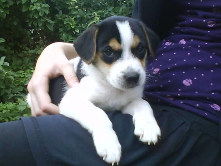 Dansk svensk gaardhund Chicko billede 11