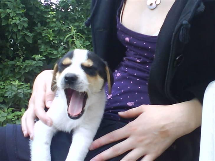 Dansk svensk gaardhund Chicko - Se lige mine bisser ;D billede 12