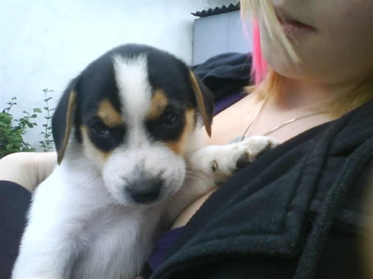 Dansk svensk gaardhund Chicko billede 13