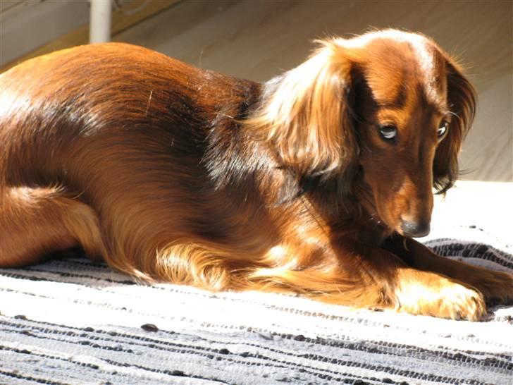 Dværggravhund Frida billede 1