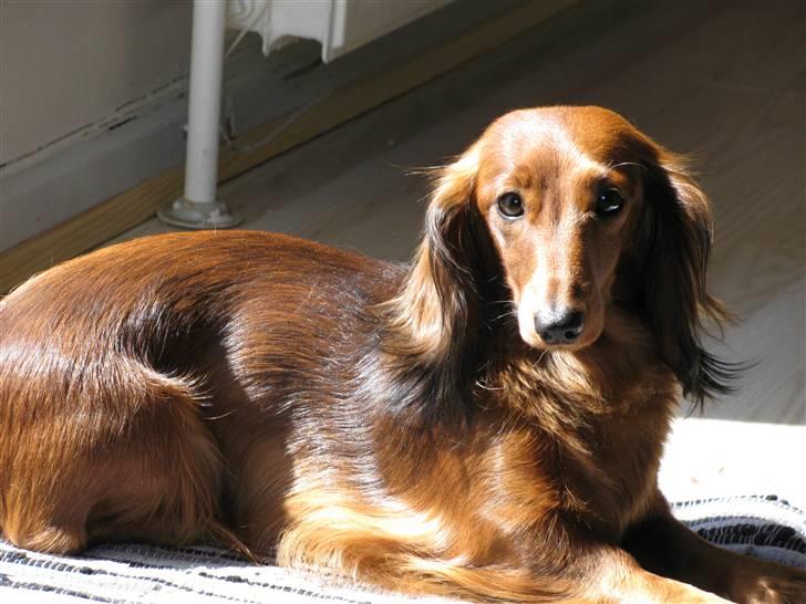 Dværggravhund Frida billede 2