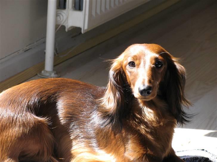 Dværggravhund Frida billede 3