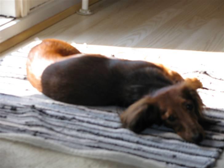 Dværggravhund Frida billede 4