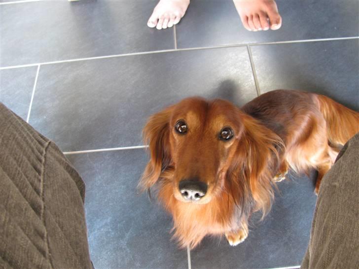 Dværggravhund Frida billede 5